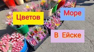 Переезд на ЮГ/Море цветов в Ейске/Подарки с утра/Азовское МОРЕ/ЧЕБУРЕКИ.