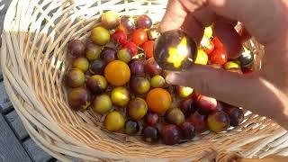 La Palma Finca BiJo - wann säe ich was aus und wie bringe ich mehr Effizienz in den Gemüseanbau