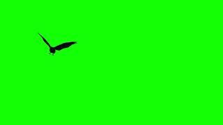 [4K] Crow Fly By Transition - Green Screen