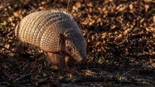 Giant Armadillo Facts You’ll Never Forget