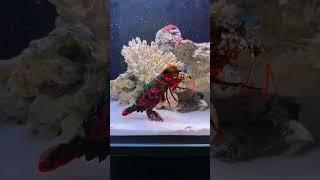 My Mantis Shrimp has ANGER ISSUES!