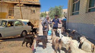 The shopkeeper was tricked by his son into selling sheep to pay off his debt