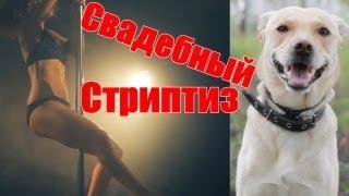 Шарик Шоу - Свадебный стриптиз (выпуск 45)