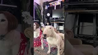 Oops! I farted again!  #dogs #meme #funny #cute
