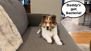 Daddy's got BACTERIA!   only on Cricket "the sheltie" Chronicles