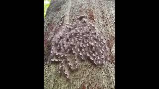 Several species of social caterpillars from Amazon Rainforest can be quite sensitive to sounds