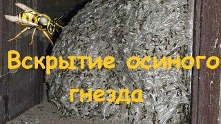 Шок!  Вскрываем осиное гнездо под полом на балконе