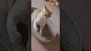 옴브리뉴큘~ #cat#catlove#고양이 #브리티쉬숏헤어 #cute#dance#옴브리뉴#shorts