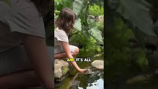 Lovely turtle and koi ecosystem pond 