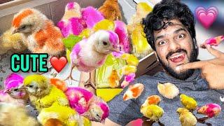 Colorful Chooze Lelie ️ | Chicks Alhamdulillah | Pet Vlog 