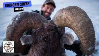 Epic Bighorn Sheep Hunt in Alberta