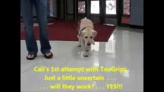 ToeGrips Before & After: Cali the Therapy Dog