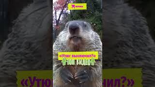 Когда не можешь вспомнить выключил ли ты утюг #смешноевидео #прикол #утюг #суслик #shorts