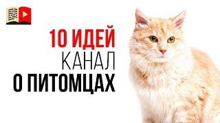 10 идей для каналов про животных. Какие видео снимать про домашних питомцев?