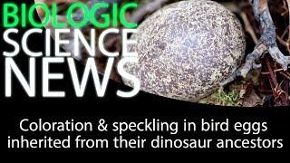 Science News - Coloration & speckling in bird eggs inherited from their dinosaur ancestors