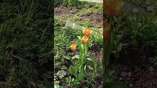 первые тюльпаны