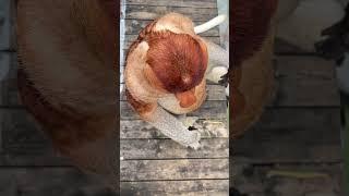 #Changlong Proboscis Monkey Naga #Come to Changlong and Let Go #Changlong Wildlife World #Original V