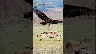 Eagle vs Wolf: You Won’t Believe What Happens Next!