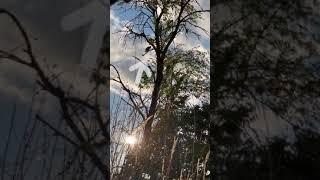 GC cds are an excellent hawk deterrent