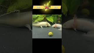 Axolotl fighting