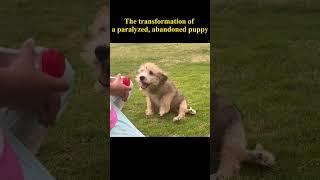 A paralyzed and abandoned puppy gradually stood up and started running...  #animalrescue