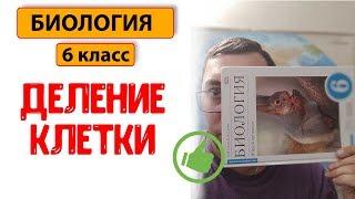 Биология 6 класс | Деление клетки