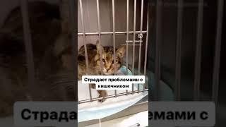 Монике надо подлечиться, прошу помочь. Описание в комментах.#кошки #домашниеживотные #животные