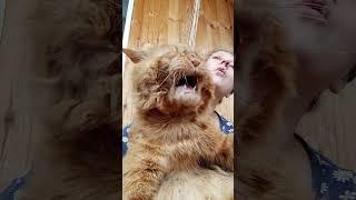 Мейн кун. Кот Джокер. Поем от души! Готовимся к Новому году! Новогодняя песня.