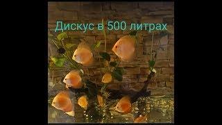 КУПИЛ 20 ДИСКУСОВ. АКВАРИУМ 500 ЛИТРОВ