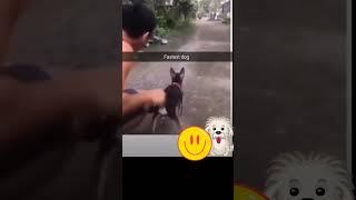 jumping jilani 3 #dog #funny #comedy #speed #thriller #shortvideos