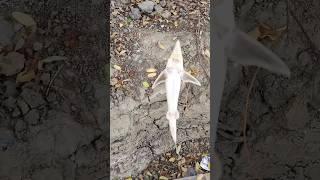 Поймал и отпустил маленькую Стерлядку. Рыбалка на Кубани! Рыбалка в Краснодарском крае. #рыбалка