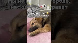 224 собаки #помощьживотным #приютдлясобак #helpanimals #творидобро #dogshelter #доброедело #charity