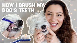 BAD dog breath? Easily brush their teeth at home!