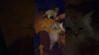 2 котика 