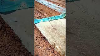 cara unik petani mengairi lahan pertanian #shorts