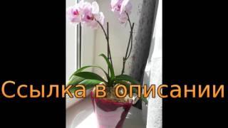 как пересадить взрослую орхидею видео