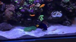 Red sea Reefer 350 4 months update " yellow tang with purple Tang "