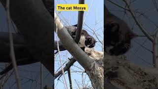 #saveukrain Mosya sits on the apple tree  #разомдоперемоги