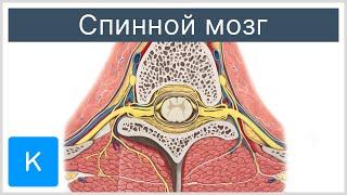 Спинной мозг - Анатомия человека | Kenhub