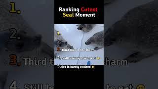 Ranking The Cutest Seals Ever!  #funny #animals #cute