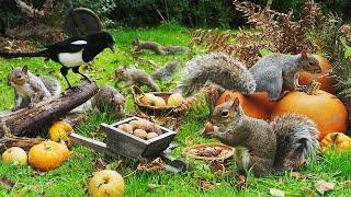 Relaxing Cat TV  Birds & Squirrels Rummage in the Pumpkin Patch  Videos to Entertain Cats 4K HDR