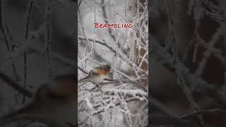 Birding | Brambling #shorts on #snow y branch recorded with #sonyalpha #wildlife #kuş #iphone