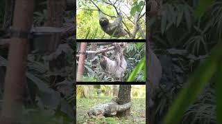 This Adorable Sloth Lives Life in Slow Motion! #wildlife #shortvideo #rock