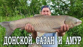 Рыбалка на Донского САЗАНА и бонусный АМУР