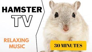 Hamster TV | Hamster Music, Music for Hamsters