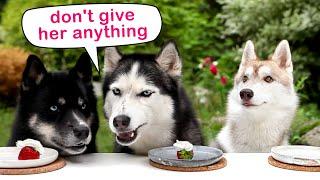 Dogs are Vegetarians! Huskies Taste Berries And Fruits! Funny Dog Video