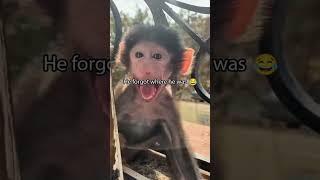 Zoo with funny monkey#monkey #gorilla #zoo #funnyvideo #funnymonkey #fail #hilarious