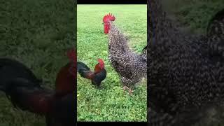 Biggest  Rooster/Murge ki awaz#murga#rooster #roostervoice#shorts