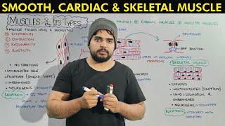 Muscle tissue and its Types: Smooth Cardiac and Skeletal Muscles in detail