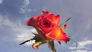 Rose flower opening with clouds moving time lapse